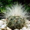 Copiapoa_ krainziana _01